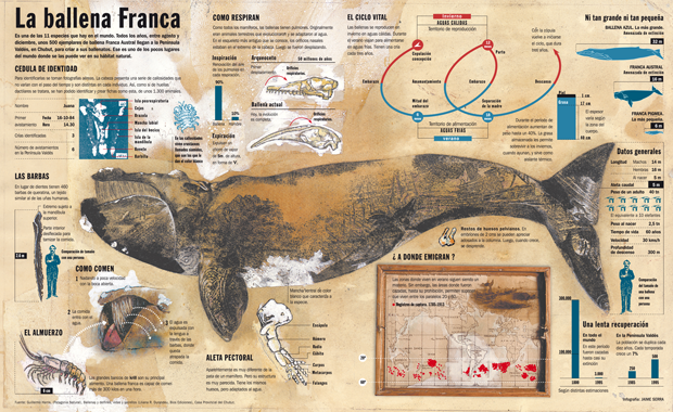 Jaime Serra, infografía ballena franca