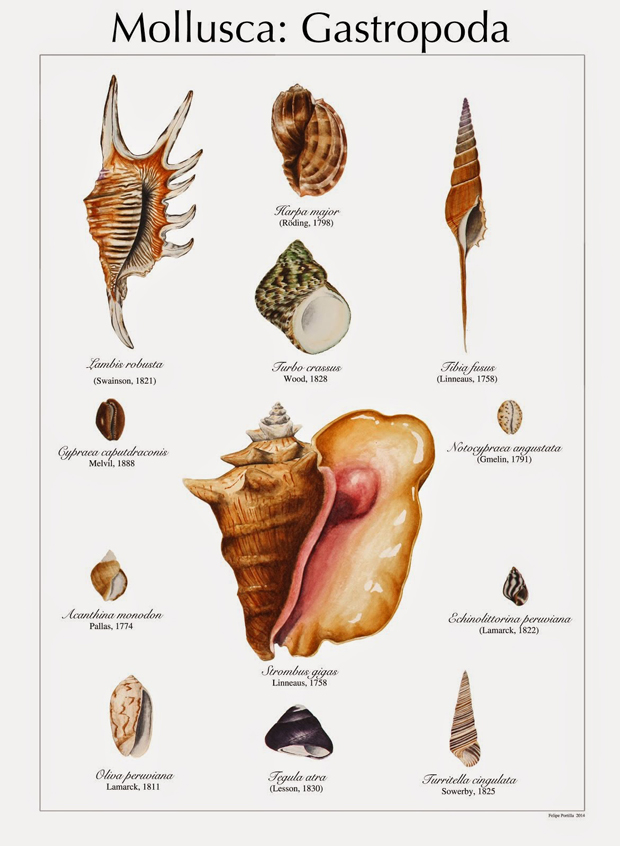 Premios Ilustraciencia – Mollusca