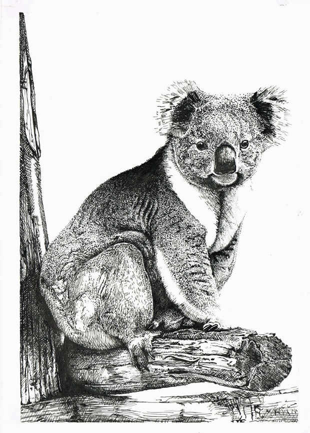 Oto Vega – Koala Bear 