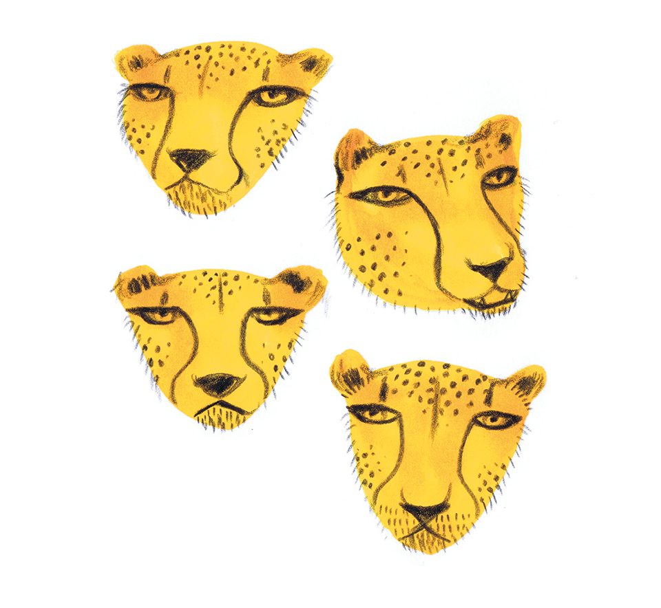 Cheetah faces, ilustración de Elena Mir 