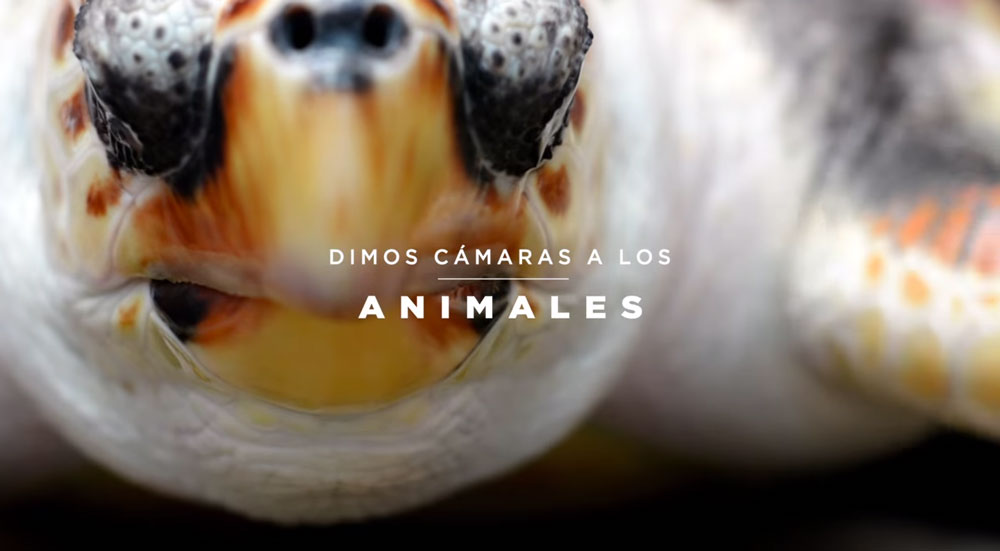 Animal Copyrights, el primer banco de imágenes cuya autoría corresponde a diferentes especies