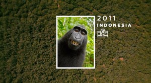 Animal Copyrights, el primer banco de imágenes cuya autoría corresponde a diferentes especies
