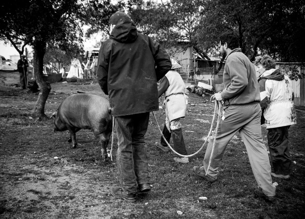 'A todo San Martín le llega su cerdo', Premios LUX 2016 de Rafa Fierres