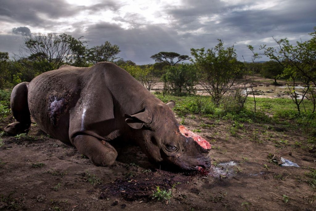 Brent Stirton (Sud África) por Rhino Wars