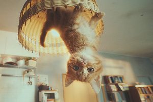 Gato Spot nueva