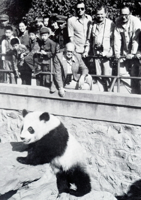 Wwf Inicios ¿Sabes quién diseñó el logo de WWF y por qué es un panda?
