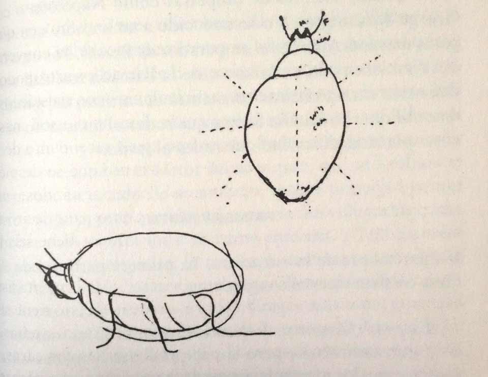 Insectos de Vladimir Nabokov