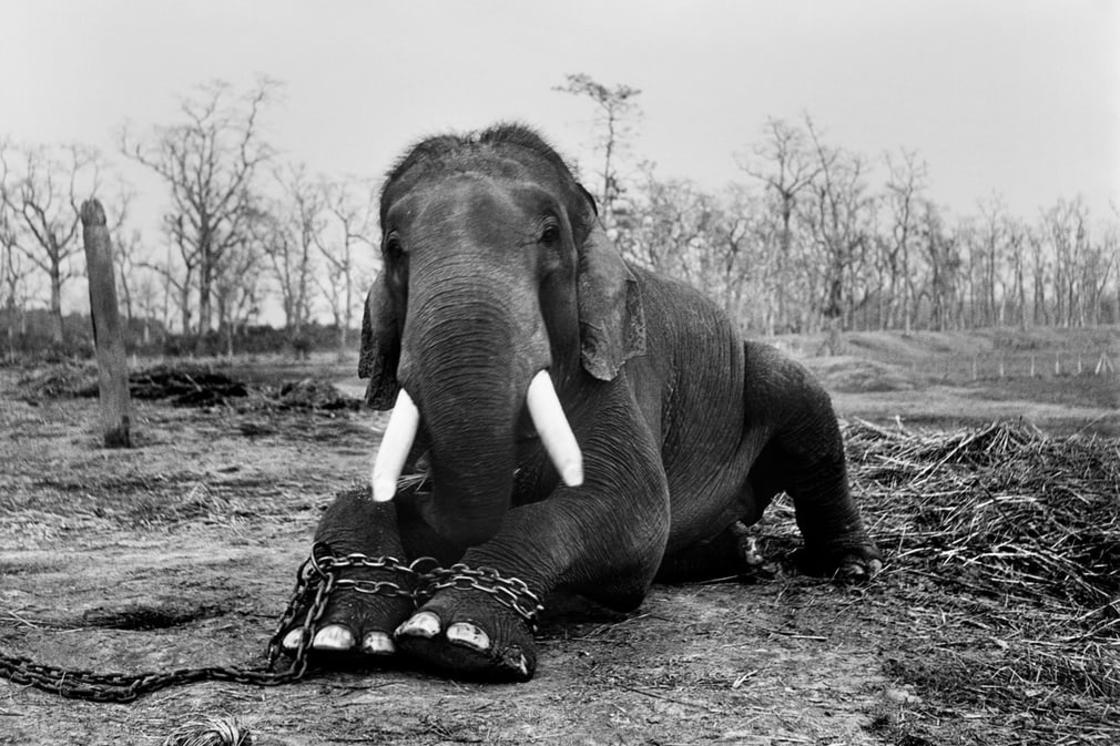 Photographers Against Wildlife Crime