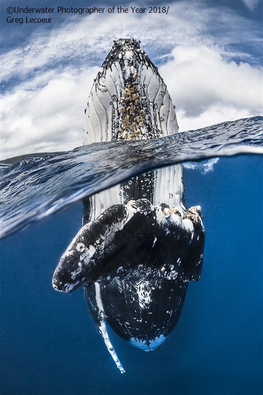 underwater photographer of the year