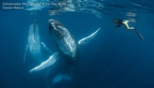 underwater photographer of the year