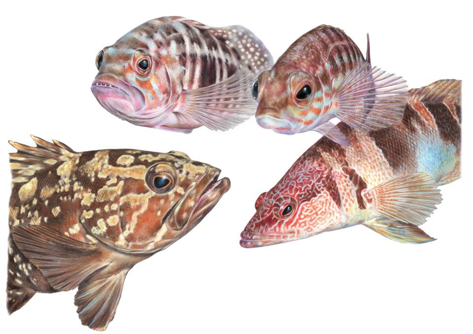 ilustración científica y naturalista pez