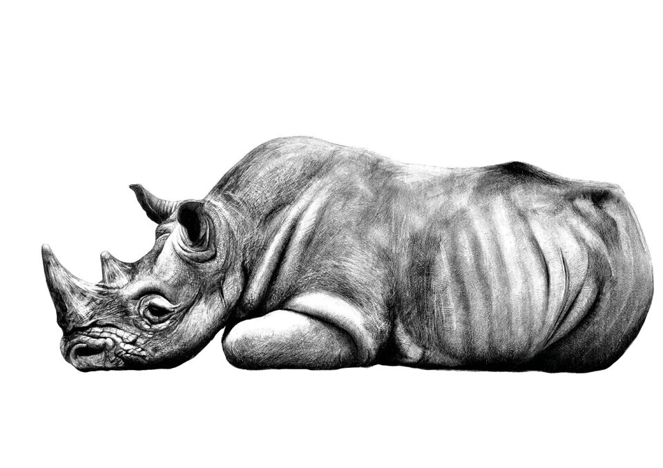 ilustración científica y naturalista rinoceronte