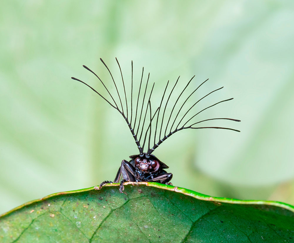 FOTCIENCIA selecciona las mejores fotografías científicas del año, como el caso de este insecto.