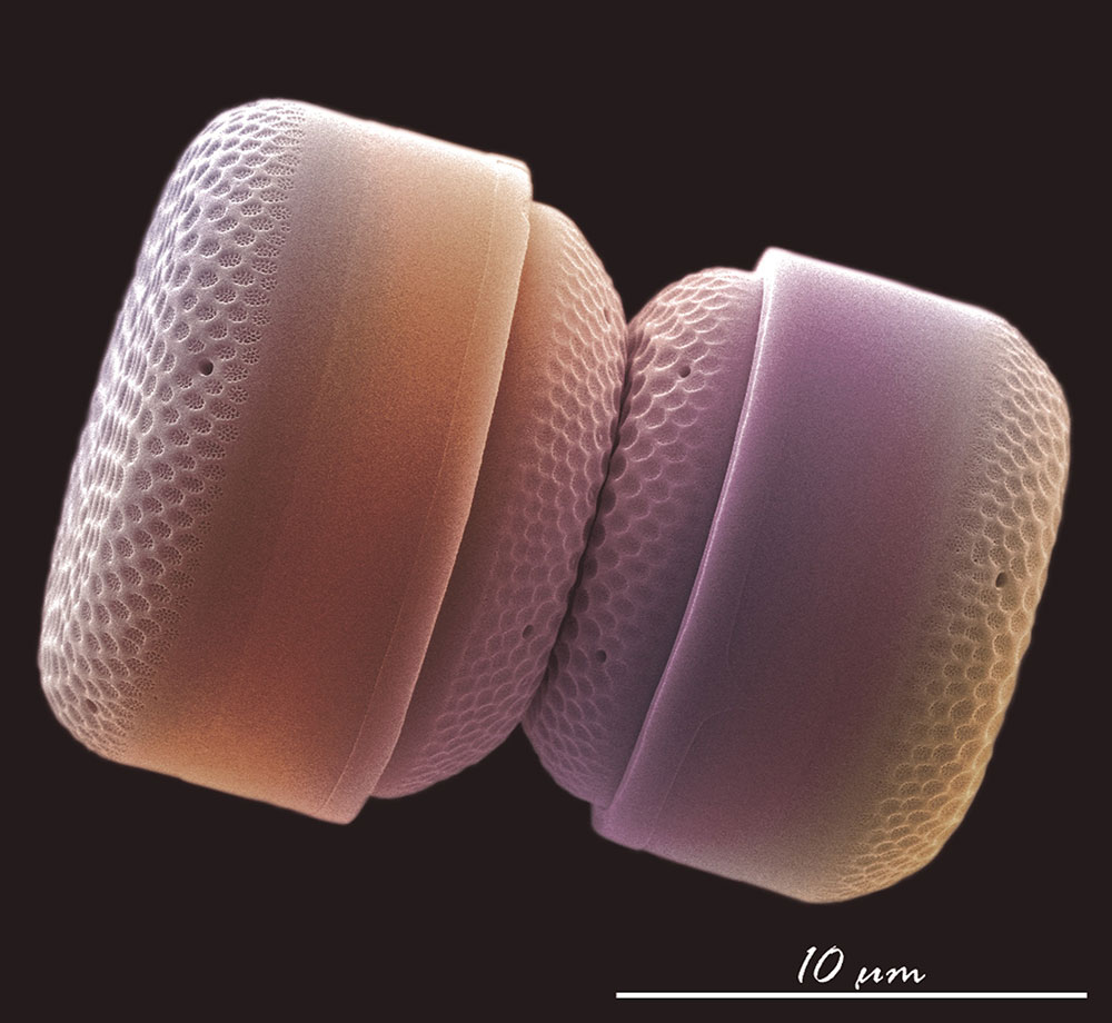 FOTCIENCIA selecciona las mejores fotografías científicas del año, como este caso.