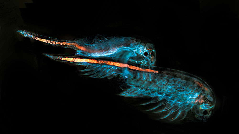 FOTCIENCIA selecciona las mejores fotografías científicas del año. Dos crustáceos aparecen.