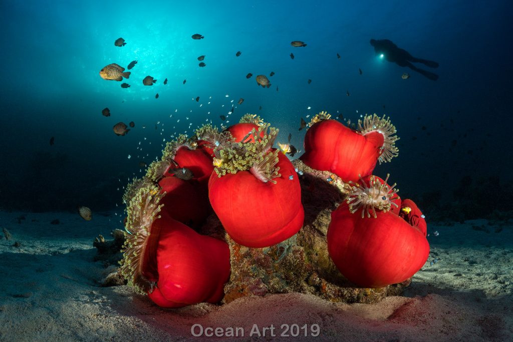 Estas imágenes son las ganadoras del concurso de fotografía submarina de 'Ocean Art'. Bajo del mar.