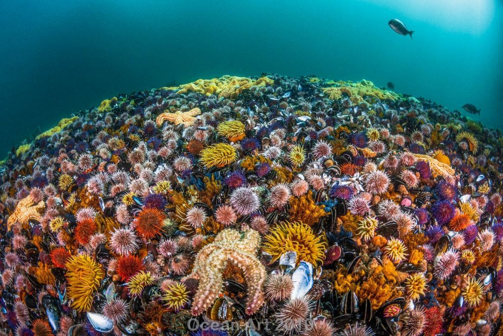 Estas imágenes son las ganadoras del concurso de fotografía submarina de 'Ocean Art'. Flora marina.