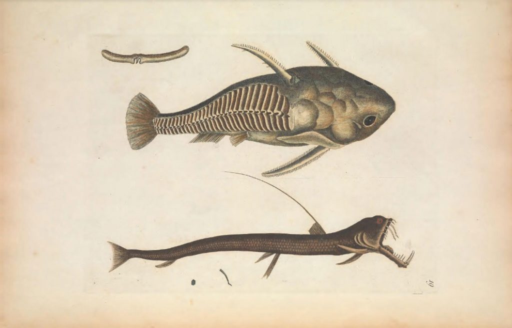 La Biblioteca del Patrimonio para la Biodiversidad ofrece más de 150.000 ilustraciones científicas de descarga libre. Imágenes de peces. 