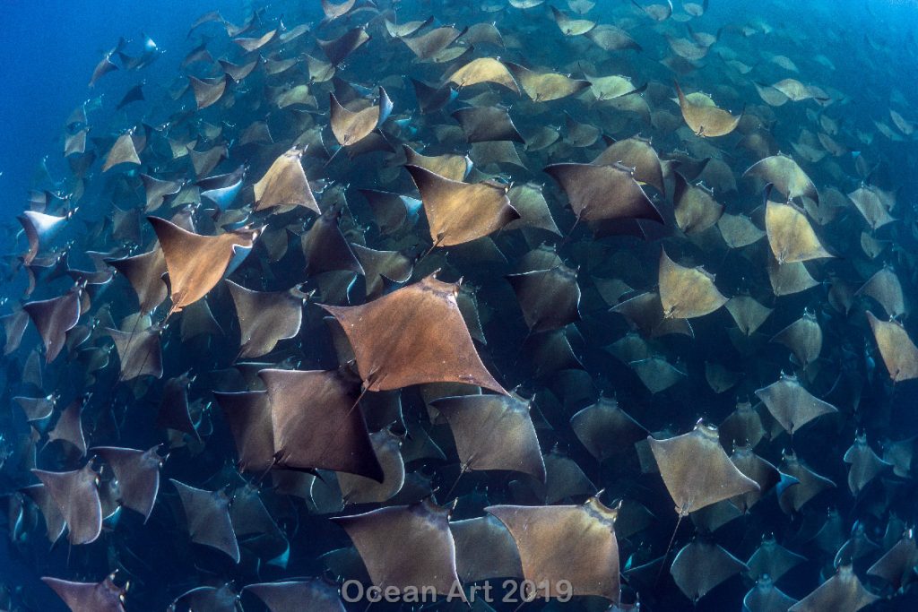 Estas imágenes son las ganadoras del concurso de fotografía submarina de 'Ocean Art'. Conjunto de mantas.