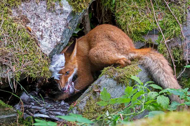 Las mejores fotografías de naturaleza de Wildlife Photographer of the Year 2020 - 'The fox that got the goose' de Liina Heikkinen