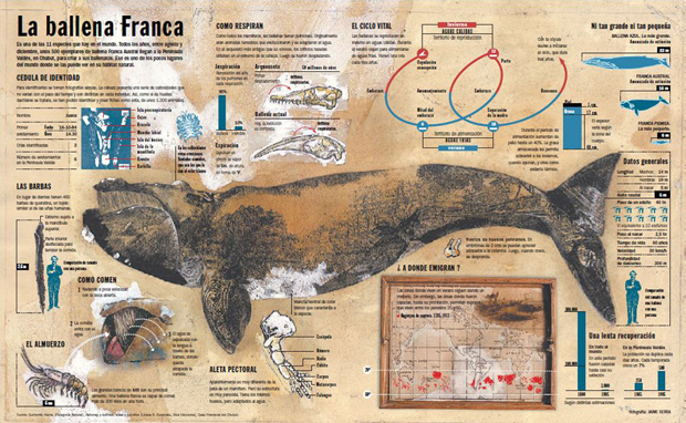 La ballena Franca, infografía de Jaime Serra